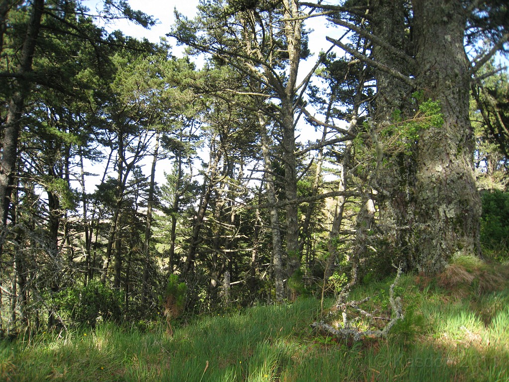 2011 Bay 2 Breakers Friday 0660.JPG - I was able to participate in the 100th annual running of the Bay to Breakers 12K race in San Francisco California. A weekend for sightseeing and racing.